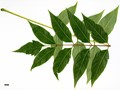 SpeciesSub: var. tanakae